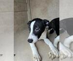 Small Border Collie Mix