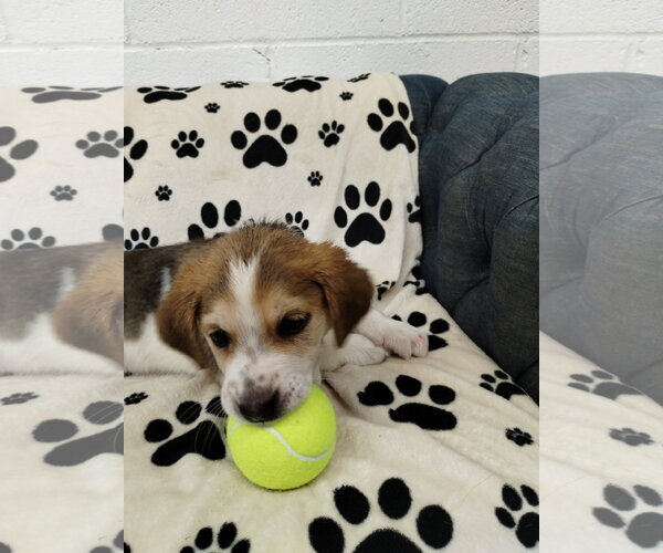 Medium Photo #3 Beagle Puppy For Sale in York, SC, USA