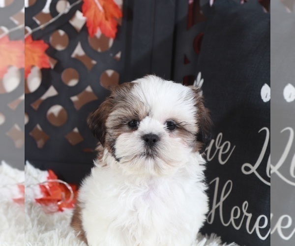Medium Photo #2 Shih Tzu Puppy For Sale in MOUNT VERNON, OH, USA