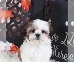 Small #1 Shih Tzu