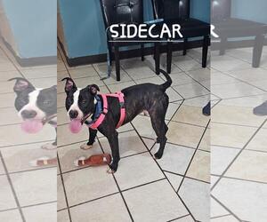 SIDECAR - Male American Pit Bull Terrier-Unknown Mix Dog for Adoption - Photo #4