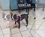 Small Photo #4 American Pit Bull Terrier-Unknown Mix Puppy For Sale in DuQuoin, IL, USA