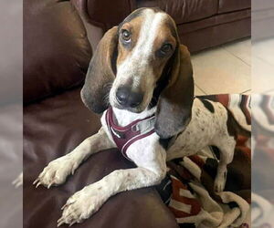 Basset Hound Dogs for adoption in Deepwater, NJ, USA