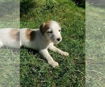 Small Photo #4 Jack Russell Terrier Puppy For Sale in IDAHO FALLS, ID, USA