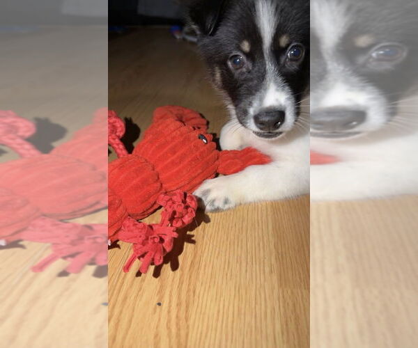 Medium Photo #3 Scottish Collisky Puppy For Sale in Evansville, IN, USA