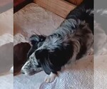 Small #1 Miniature Australian Shepherd