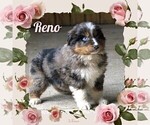 Small Photo #8 Australian Shepherd Puppy For Sale in CLARE, MI, USA