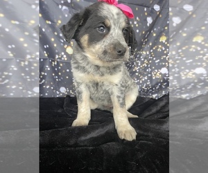 Australian Cattle Dog-Great Pyrenees Mix Puppy for sale in LANCASTER, PA, USA