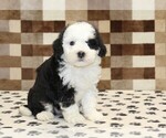Small #3 Bernedoodle (Miniature)