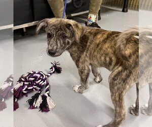 Mountain Cur Dogs for adoption in Gilberts, IL, USA
