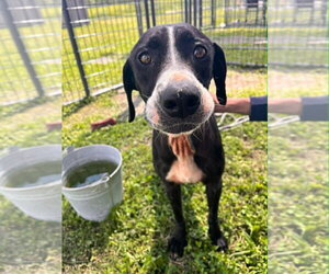 Mutt Dogs for adoption in Abbeville, LA, USA