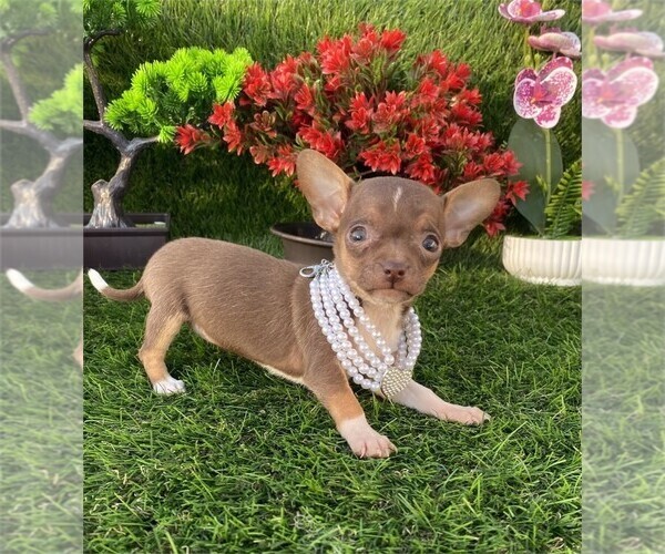 Medium Photo #2 Chihuahua Puppy For Sale in DACULA, GA, USA