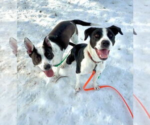 AC - Gumbo aka Gumby - Male Borador Dog for Adoption - Photo #18