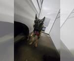 Small German Shepherd Dog