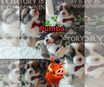 Puppy Puppy 1 Pembroke Welsh Corgi