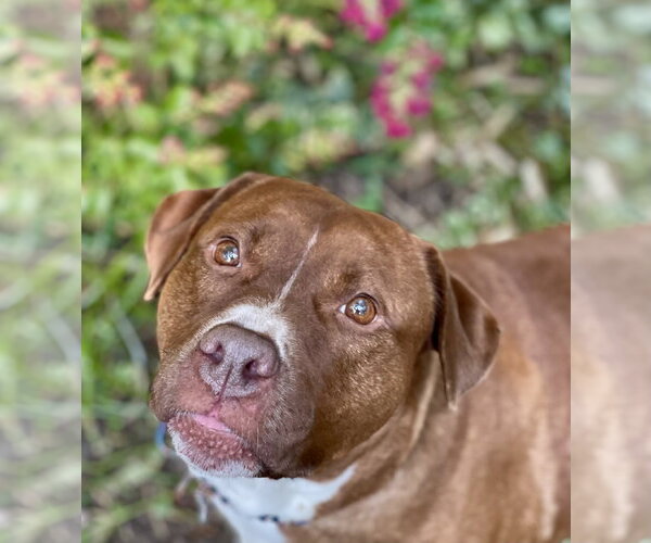 Medium Photo #36 Mutt Puppy For Sale in Mount Laurel, NJ, USA