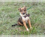 Small Photo #2 Shetland Sheepdog Puppy For Sale in LAKELAND, FL, USA