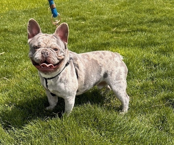 Medium Photo #1 French Bulldog Puppy For Sale in MIDDLEBURY, IN, USA