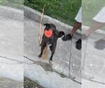 Small Boxer Mix
