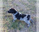 Small Photo #36 Australian Cattle Dog Puppy For Sale in SYLMAR, CA, USA