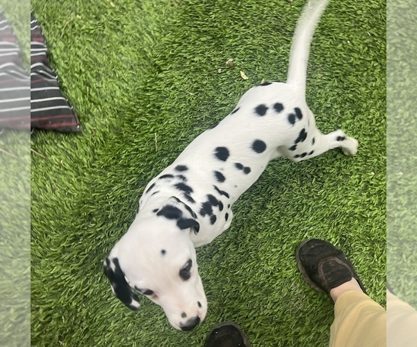 Medium Photo #2 Dalmatian Puppy For Sale in WILLIAMSBURG, OH, USA