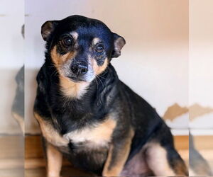 Chihuahua-Unknown Mix Dogs for adoption in Raleigh, NC, USA