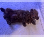 Small Photo #2 Poodle (Miniature) Puppy For Sale in DURHAM, CT, USA