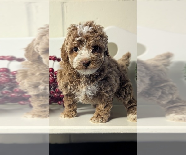 Medium Photo #9 Poodle (Miniature) Puppy For Sale in GOSHEN, IN, USA