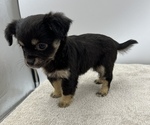 Small Photo #4 Chorkie Puppy For Sale in SAINT AUGUSTINE, FL, USA