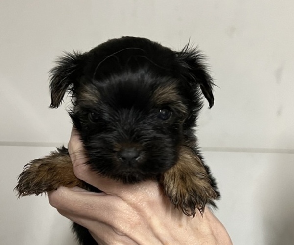 Medium Photo #1 Yorkshire Terrier Puppy For Sale in ARKOMA, OK, USA