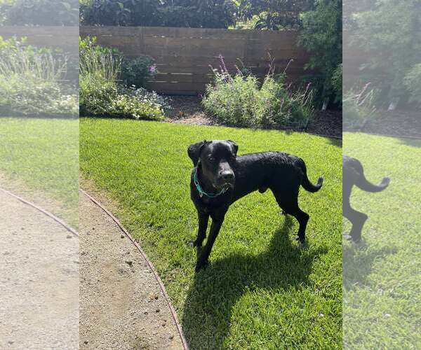 Medium Photo #5 Labrador Retriever-Unknown Mix Puppy For Sale in San Diego, CA, USA