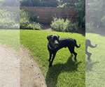 Small #4 Labrador Retriever Mix