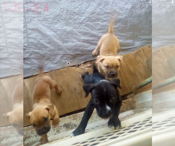 Medium Photo #2 Bulldog-Unknown Mix Puppy For Sale in Apple Valley, CA, USA