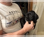 Small Photo #50 Schweenie Puppy For Sale in DOTHAN, AL, USA