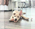 Small #14 Labrador Retriever Mix