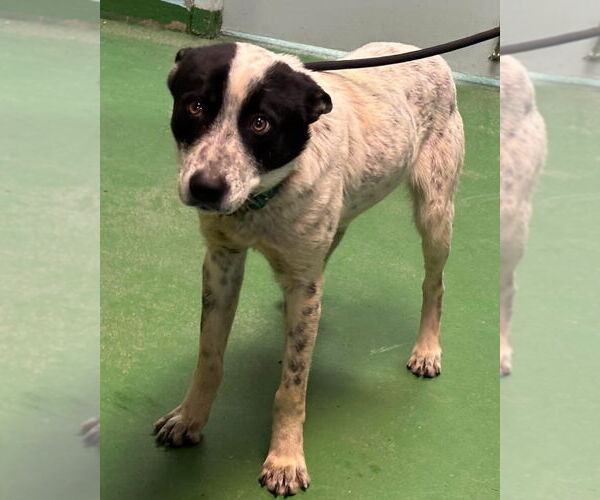 Medium Photo #1 Mutt Puppy For Sale in Rustburg, VA, USA