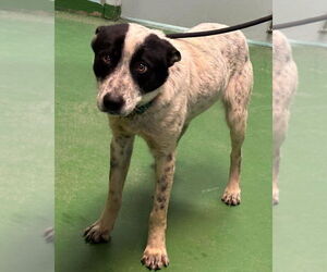 Mutt Dogs for adoption in Rustburg, VA, USA