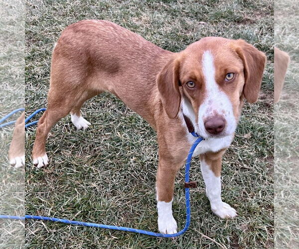 Medium Photo #2 Beagle-Brittany Mix Puppy For Sale in Batavia, OH, USA