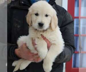 Golden Retriever Puppy for sale in HONEY BROOK, PA, USA