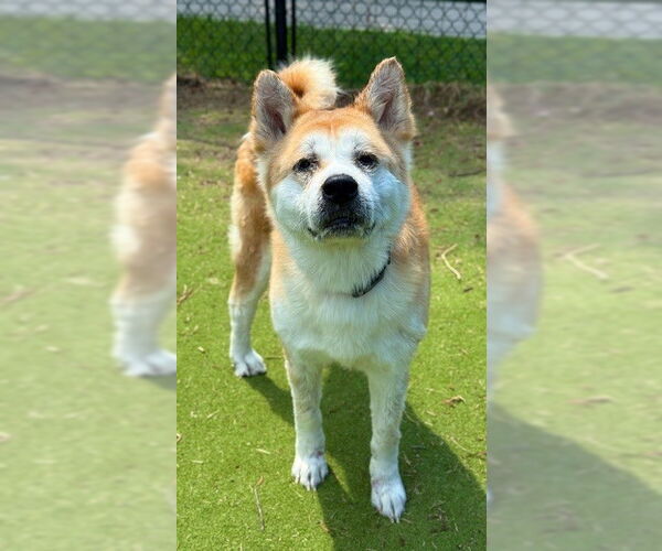 Medium Photo #2 Akita-Unknown Mix Puppy For Sale in Sugar Land, TX, USA