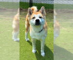 Small #1 Akita Mix
