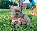 Small Photo #22 French Bulldog Puppy For Sale in MARYSVILLE, WA, USA