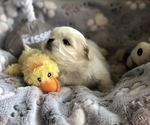 Puppy Lavender female Shih Tzu