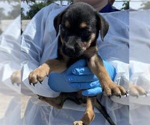 Labrador Retriever Dogs for adoption in Conroe, TX, USA