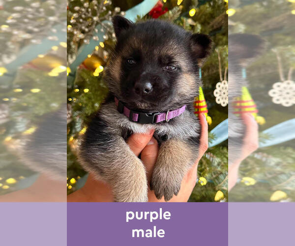 Medium Photo #1 German Shepherd Dog-Siberian Husky Mix Puppy For Sale in LANSING, MI, USA