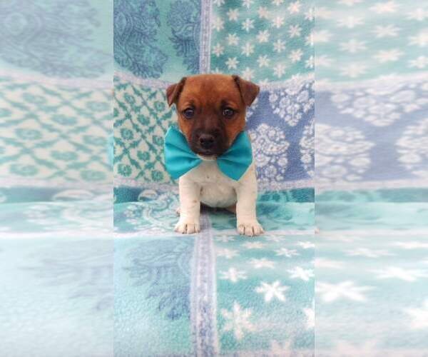 Medium Photo #4 Jack Russell Terrier Puppy For Sale in HONEY BROOK, PA, USA