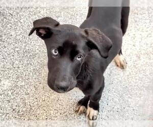 Pointer-Unknown Mix Dogs for adoption in Houston, TX, USA