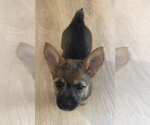Small #3 Chorkie