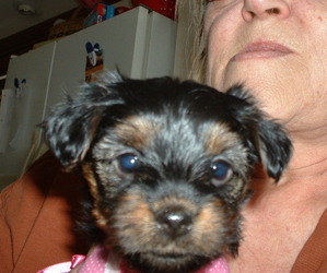 Yorkshire Terrier Puppy for sale in JAMAICA, IA, USA