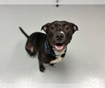 Small Mutt
